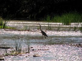 verde river blue heron crane